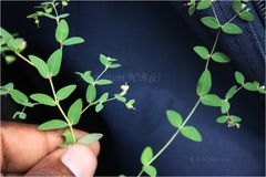 Euphorbia kadapensis